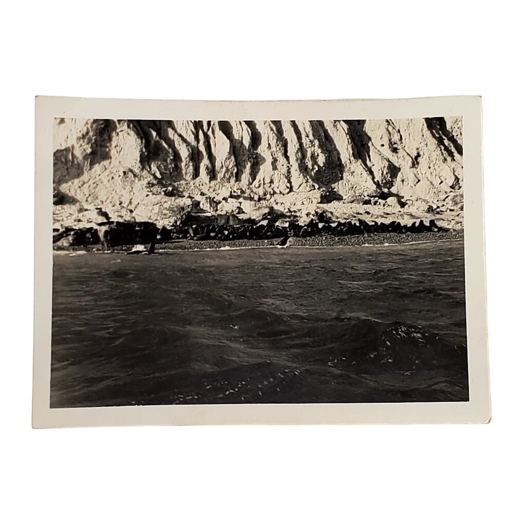 Vtg B&W Photo 1940s Found Seal Island Seals on Rocks Ocean Snapshot Animalcore